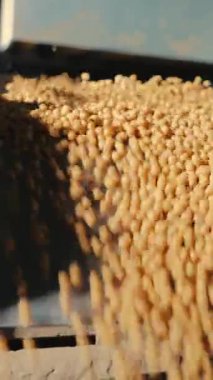 Soya fasulyelerinin endüstriyel üretimi. Daha fazla soya fasulyesi depolamak için temizlik.