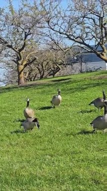 Ağaçlar ve açık alanla çevrili güneşli bir tepede otlayan bir grup kaz..