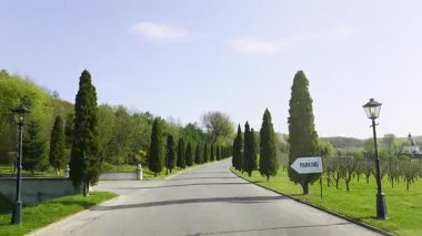 Selvi ağaçlarının simetrik sıraları ve park işareti olan manzara yolu, dinlenme yeri, park yeri veya olay yeri giriş yönü için ideal yeşil manzara