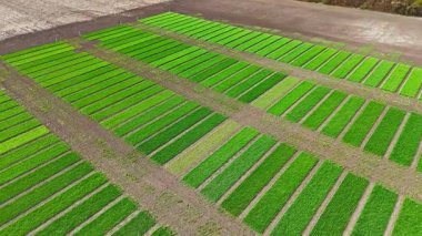 Deneysel mahsul alanı ve yeşil sıralı deneme alanları. Tarım test grafikleri mevsimsel gelişim safhasında çeşitli büyüme ve toprak tepkilerini gösteriyor.