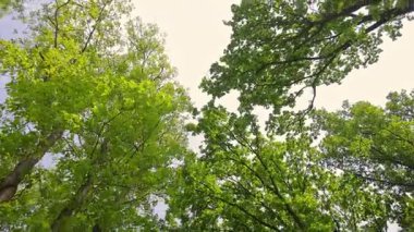 Parlak gökyüzüne karşı yeşil ağaç manzarası. Yükselen yemyeşil ağaç dallarına bakıyorum. İlkbahar ya da yaz aylarında ormanda parlak ve bulutlu bir gökyüzü altında doğal bir tepe örtüsü oluşturuyorum.