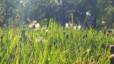Sabah güneşiyle aydınlanan karahindibalar ve otlar kırsal çayırlarda doğal ortamda vahşi çiçeklerin narin güzelliklerini yakalıyor..