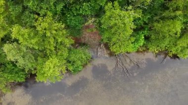 Orman kıyı şeridi. Batık Kökler Murky Water 'da. Havadan aşağıya bakan ağaç kenarı doğal göl yüzeyiyle buluşuyor..