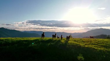 Gün doğumunda Alp Çayırı 'nda otlayan Atlar Grubu Dağlara Karşı Siluetler ve Sabah Gökyüzü.