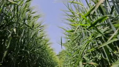 Yeşil Buğday Tarlası Satır Perspektifinden Bakıldığında, Parlak Mavi Yaz Gökyüzünün Altında Yeşiller Yolu.