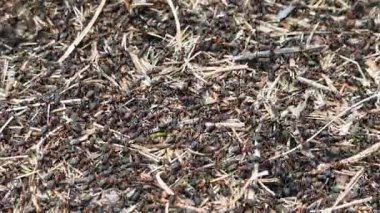 Aktif orman karınca yuvasının yakın görüntüsü. Yüzlerce kırmızı odun karınca yaz mevsiminde kurak çimenler ve iğneler üzerinde hareket ediyor..