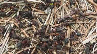 Kuru dallar ve çam iğneleri arasında orman zemininde bulunan kırmızı ahşap karıncaların uç makro görüntüsü, doğal çevredeki böcek aktivitelerini ve koloni davranışlarını ayrıntılı olarak gösteriyor..