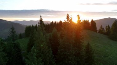 Dağ manzarasında çam ormanının üzerinde gün doğumu. Altın gün doğumu ışığı, arka planda dağ zirveleri katmanları olan yeşil bir yamaçtaki sık çam ağaçlarının arasından parlar.