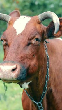 Çim çiğneyen bir ineğe yakın plan. Kahverengi bir inek kameraya bakıyor ve yeşil otları yiyor.