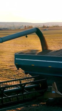 İnsansız hava aracı, nakil için soya fasulyelerinin yüklendiğini kaydediyor. Çiftçiler hasatı tamamlar ve mahsulleri büyük konteynırlara koyup depoya teslim etmeye hazır hale getirirler..