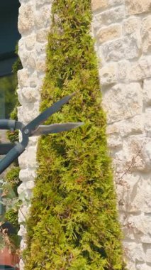 Bir kadın, thuja çalılarını özenle budar. Bir peyzaj tasarımcısı olarak, el aletlerini kullanarak bahçenin şeklini ve sağlığını dikkatlice korur..