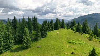 Kozalaklı, yemyeşil dağ sırtı. Yoğun çam ağaçlarıyla çevrili manzaralı çimenli bir dağ sırtı dramatik bulutlu bir gökyüzünün altında, görünürde zirveleri olan.