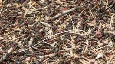 Orman zeminindeki aktif karınca kolonisine yakın çekim. Kuru dallar, yapraklar ve doğal molozlarla kaplı bir orman zemininde birlikte çalışan büyük bir grup siyah ve kırmızı karınca.