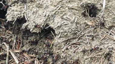 Toprak ve otla kaplı doğal çevre girişinde sürünen kırmızı orman karıncalarının Macro görüntüsü, vahşi yaşam ortamındaki böcek kolonilerinin davranışlarının detaylı gözlemidir..