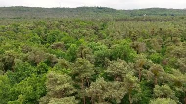 Çam ve yaprak döken ağaçlarla dolu yoğun yeşil ormanın hava aracı görüntüsü, tepeli geniş manzaralı ve bulutlu yaz gökyüzü altında doğal ormanlık alan.