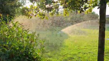 Bahçe sulama fıskiyesi güneş ışığı altında su püskürtüyor, yeşil çimenler ve bitkiler yaz akşamları ışıldıyor ve sulama sistemi çalışıyor..