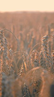 Alacakaranlıkta altın buğday yakın plan, buğday kulakları altın alacakaranlıkta yıkanmış, hasat ve büyümeyi sembolize ediyor.