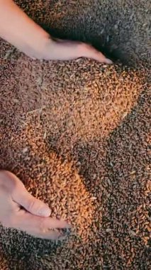 Elleri buğday taneciklerine buğday taneciklerinin tepesine gömülen, tarımı ve hasatı tasvir eden eller.