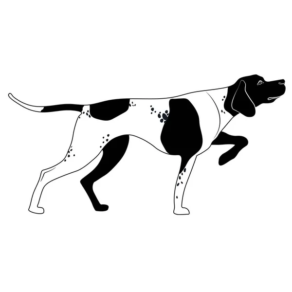 Στέκεται Κυνηγόσκυλο Άγγλος Πόιντερ Εικονογράφηση Διάνυσμα Επίπεδο Στυλ — Διανυσματικό Αρχείο