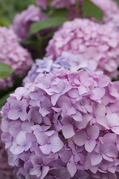 Närbild Rosa Trädgård Hortensia Blommor Bilden Kan Användas Som Bakgrund — Stockfoto