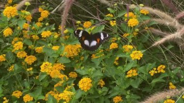 Bahçedeki sarı çiçekli kelebek videosu
