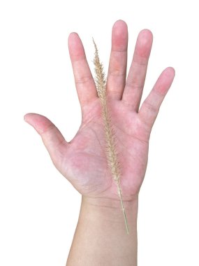 Saydam arka planda izole edilmiş, tasarım materyalleri için uygun el avucunda satintail veya cogon otu veya Imperata silindiri