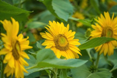 Shiny yellow sunflower stand against blue bright sky background on sunny day in summer. Wonderful view field of sunflowers. Sunflower field, agriculture, Wallpaper with sunflower.