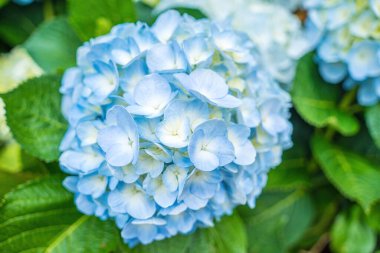 Hydrangea flowers are blooming in Da Lat garden. This is a place to visit ecological tourist garden attracts other tourism to the highlands Vietnam. Nature and travel concept. Selective focus.