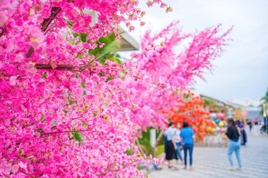 Colorful blossoms bloom in small village before Tet Festival, Vietnam Lunar Year. Peach flower, the symbol of Vietnamese lunar new year