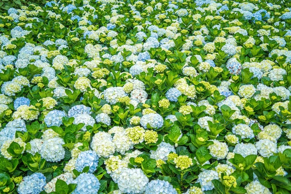 Hydrangea Flowers Blooming Lat Garden Place Visit Ecological Tourist Garden — Foto Stock