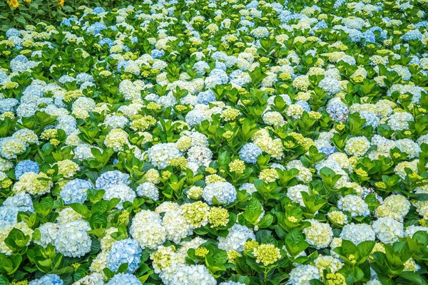Hydrangea Flowers Blooming Lat Garden Place Visit Ecological Tourist Garden — Foto Stock