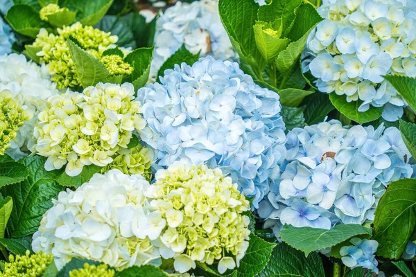 Hydrangea Flowers Blooming Lat Garden Place Visit Ecological Tourist Garden — Stockfoto