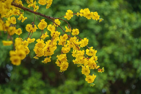 Ochna Integerrima Hoa Mai Tree Lucky Money Traditional Culture Tet — Stockfoto