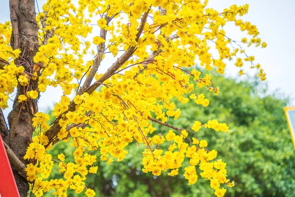 Ochna Integerrima Hoa Mai Tree Lucky Money Traditional Culture Tet — Φωτογραφία Αρχείου