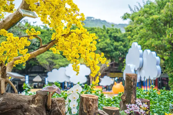 Ochna Integerrima Hoa Mai Tree Lucky Money Traditional Culture Tet — Foto Stock