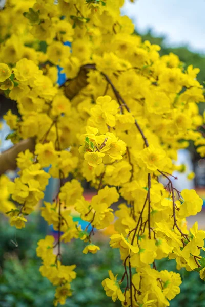 Ochna Integerrima Hoa Mai Tree Lucky Money Traditional Culture Tet — Stockfoto