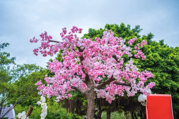 Colorful Blossoms Bloom Small Village Tet Festival Vietnam Lunar Year — Φωτογραφία Αρχείου