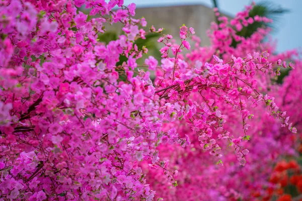 Colorful Blossoms Bloom Small Village Tet Festival Vietnam Lunar Year — ストック写真