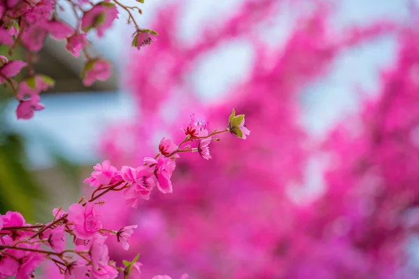 Colorful Blossoms Bloom Small Village Tet Festival Vietnam Lunar Year — Stockfoto