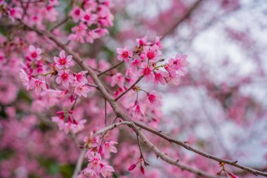Colorful blossoms bloom in small village before Tet Festival, Vietnam Lunar Year. Peach flower, the symbol of Vietnamese lunar new year