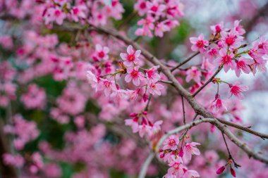 Colorful blossoms bloom in small village before Tet Festival, Vietnam Lunar Year. Peach flower, the symbol of Vietnamese lunar new year