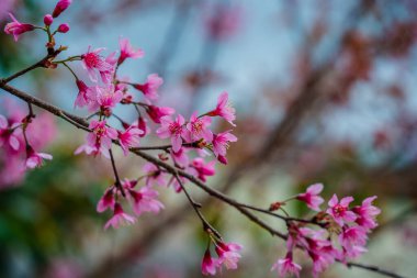 Colorful blossoms bloom in small village before Tet Festival, Vietnam Lunar Year. Peach flower, the symbol of Vietnamese lunar new year