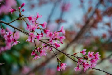 Colorful blossoms bloom in small village before Tet Festival, Vietnam Lunar Year. Peach flower, the symbol of Vietnamese lunar new year
