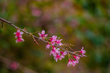 Colorful blossoms bloom in small village before Tet Festival, Vietnam Lunar Year. Peach flower, the symbol of Vietnamese lunar new year