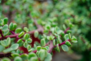 Branch of Portulacaria afra, elephant bush or dwarf jade plant. Selective focus of Portulacaria Afra - elephant bush, Porkbush is a small-leaved succulent plant native from South Africa.