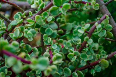 Branch of Portulacaria afra, elephant bush or dwarf jade plant. Selective focus of Portulacaria Afra - elephant bush, Porkbush is a small-leaved succulent plant native from South Africa.