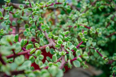 Branch of Portulacaria afra, elephant bush or dwarf jade plant. Selective focus of Portulacaria Afra - elephant bush, Porkbush is a small-leaved succulent plant native from South Africa.