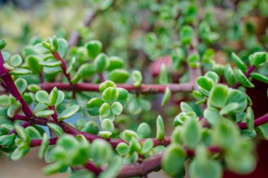 Branch of Portulacaria afra, elephant bush or dwarf jade plant. Selective focus of Portulacaria Afra - elephant bush, Porkbush is a small-leaved succulent plant native from South Africa.