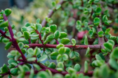 Branch of Portulacaria afra, elephant bush or dwarf jade plant. Selective focus of Portulacaria Afra - elephant bush, Porkbush is a small-leaved succulent plant native from South Africa.
