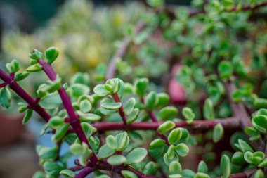Branch of Portulacaria afra, elephant bush or dwarf jade plant. Selective focus of Portulacaria Afra - elephant bush, Porkbush is a small-leaved succulent plant native from South Africa.